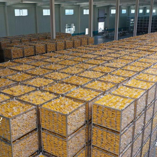 速凍玉米與鮮玉米冷庫儲存方案對比