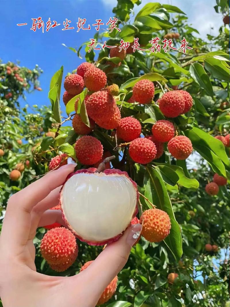 從“一騎紅塵妃子笑”到全球冷鏈：古今冷庫運輸?shù)那暄葑? />
                  </a>
                </div>
                <div   id=